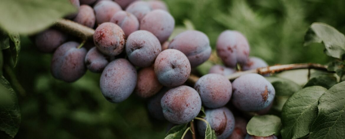 Closeup shot of plums on the branch with a blurred natural background