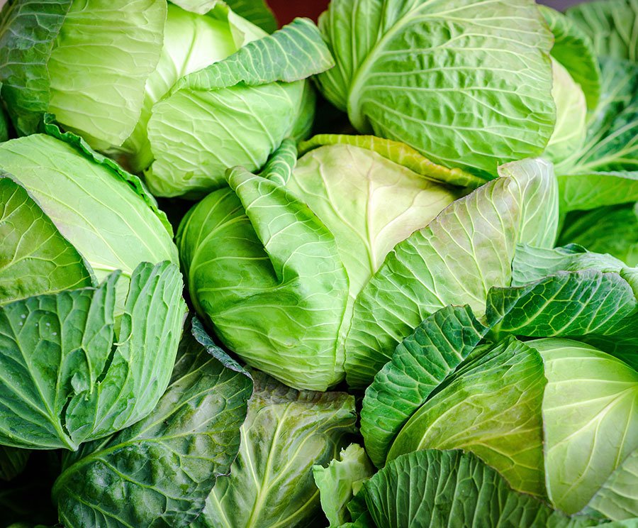 Cabbage