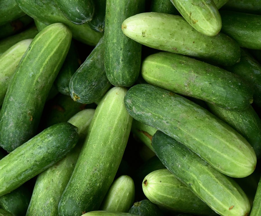 Cucumber